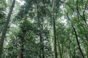 Fototapeta premium High trunks rise through layered greenery in quiet woodland. Forest skyline showing vertical structure and natural balance. Mature trees form a serene habitat with deep shade