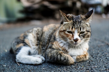 Obraz premium Relaxed Tabby Cat with White and Ginger Markings Resting on Asphalt Outdoors