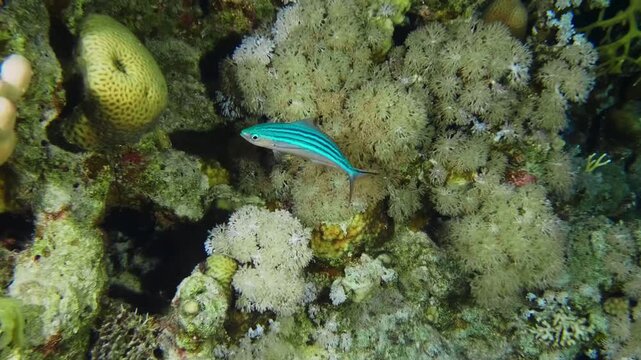 underwater footage showcasing a striking blue fish with distinctive horizontal stripes gracefully navigating a colorful and thriving coral reef ecosystem in Red Sea.