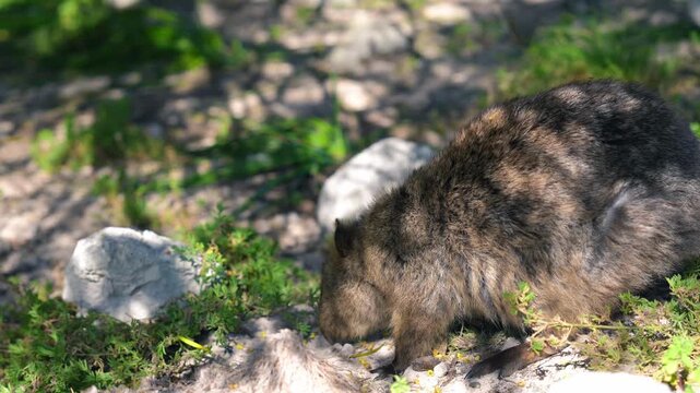 Adorable quokka posing on Rottnest Island, a famous Australian wildlife destination