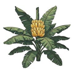 Obraz premium Vibrant Banana Plant With Bananas and Lush Tropical Leaves