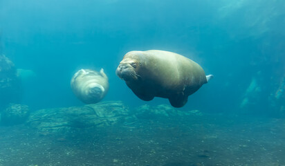 Diving Pacific Walrus (Odobenus rosmarus divergens)  © Henner Damke