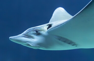 Side close-up view of an eagle ray © Henner Damke