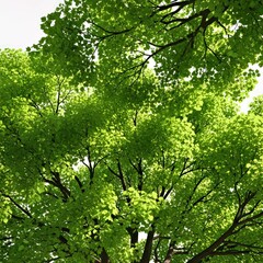 Fototapeta premium Vibrant Green Canopy of Tall Trees Bathed in Sunlight From Below