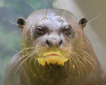 Frontal Close up view of A Giant otter (Pteronura brasiliensis)