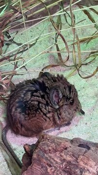 Small elephant shrew on ground