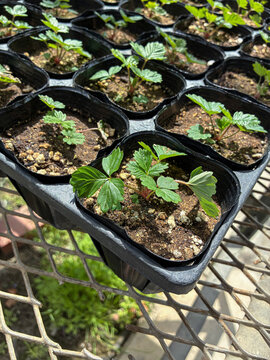 Young strawberry seedlings in plastic pots outdoors