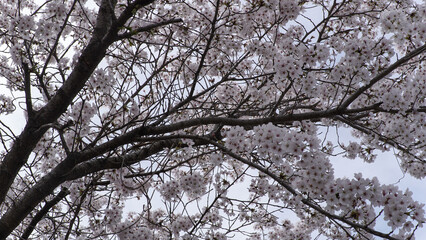 Fototapeta premium Delicate Cherry Blossoms Blooming Against a Bright Sky in Spring