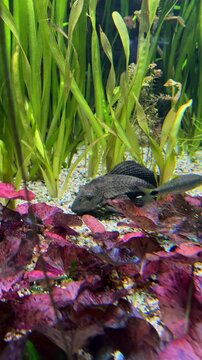 Ancistrus freshwater fish among algae in aquarium