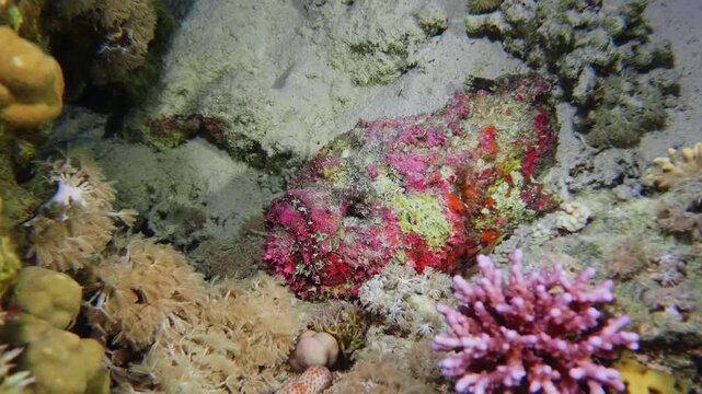 A close up shot reveals the incredible camouflage of a reef stonefish Synanceia verrucosa perfectly blended into a colorful coral reef environment.