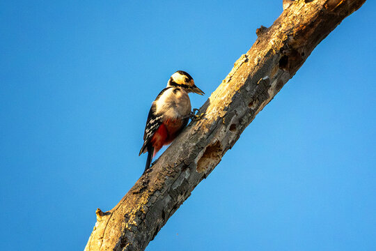 Buntspecht auf einem Ast bei der Nahrungssuche vor blauem Hintergrund