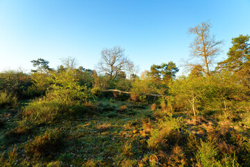 Obraz premium The Cabaret Masson clearing in Fontainebleau forest