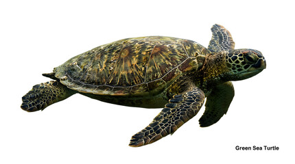 Fototapeta premium Green sea turtle swims in clear blue ocean water isolated on white background during daytime.