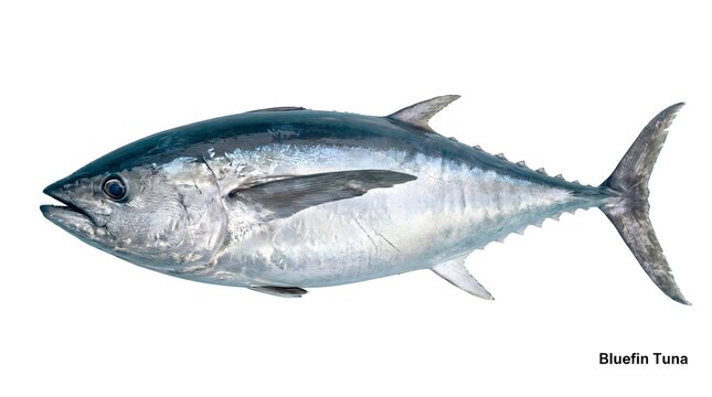Fast swimming bluefin tuna fish in ocean studio isolated on white background.