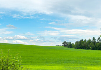 Naklejka premium Green field stretches under blue sky with clouds on horizon. Open landscape shows natural composition with wide space. Nature concept reflects calm, freedom, rural environment.