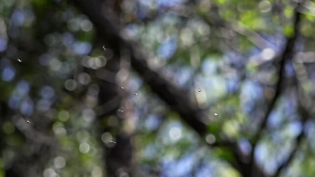 Super Slow Motion (960fps) of Swarming Gnats, Dancing Small Insects in Sunlight, Ethereal Atmosphere in the Forest, Particle Background Material