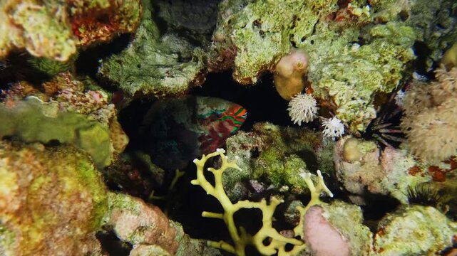 Underwater footage capturing a vibrant Dusky Parrotfish Scarus niger in a state of peaceful slumber amidst the intricate beauty of a coral reef at night.