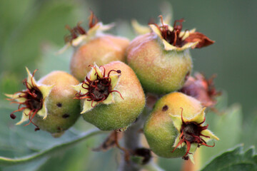 Naklejka premium hawthorn fruit that grows naturally in nature