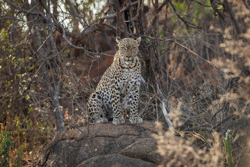 A leopard (Panthera pardus) sits on a rock at dawn © Tyrone