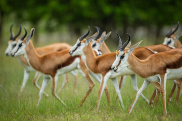 Fototapeta premium A herd of springbok or springbuck (Antidorcas marsupialis) walking together in the African bush