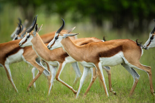 A herd of springbok or springbuck (Antidorcas marsupialis) walking together in the African bush