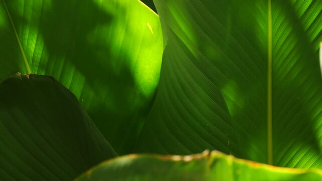 Sunlight hitting lush tropical green leaves, Deep shadows and vibrant texture in a serene garden