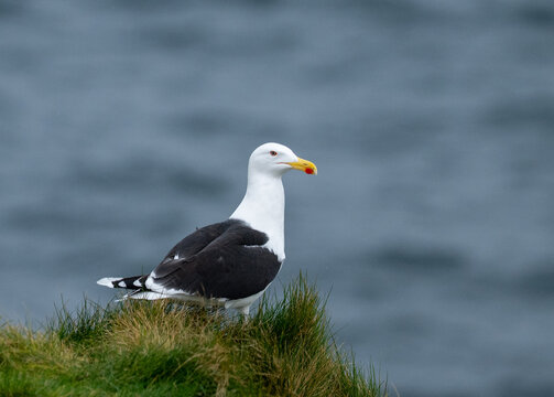 A greater black-backed gull standing on a nesting area near Elgol on the Isle of Skye