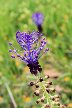 Tassel hyacinth flower (Muscari comosum)