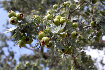 Naklejka premium hawthorn fruit that grows naturally in nature