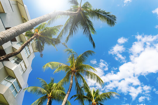  modern hotel apartment architecture with windows, terrace or balcony and palms tree on blue sky background.
