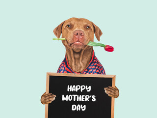 Happy Mother's Day. Cute dog, sign with congratulatory message for Mother, and bouquet of flowers. Close-up, indoors. Studio shot. Congratulations to family, loved ones, friends, and colleagues