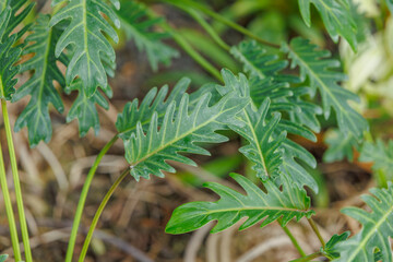 Philodendron Selloum (Thaumatophyllum bipinnatifidum) Leaves in a Tropical Garden © HoyaEuny