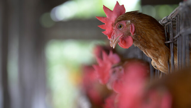 Close-up of a brown Leghorn hen with a vibrant red comb in a commercial poultry farm setting. Intensive egg production and avian livestock management detail