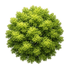 Fototapeta premium Lush green foliage sphere