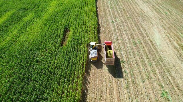 Aerial view of corn harvesting in autumn in Hohhot, Inner Mongolia, China