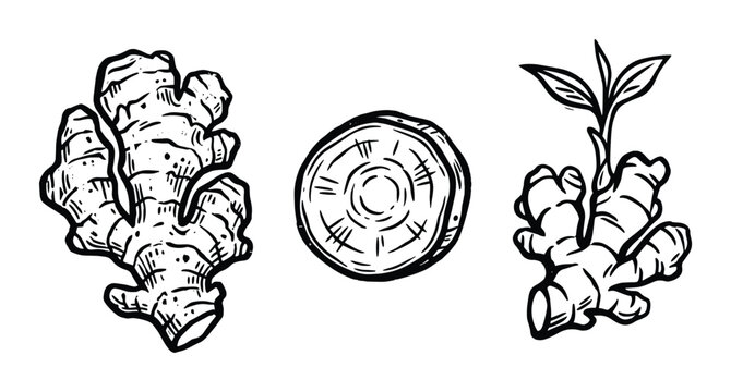 Ginger Root Linocut Set: Whole, Slice, Sprout. Black and White Drawing