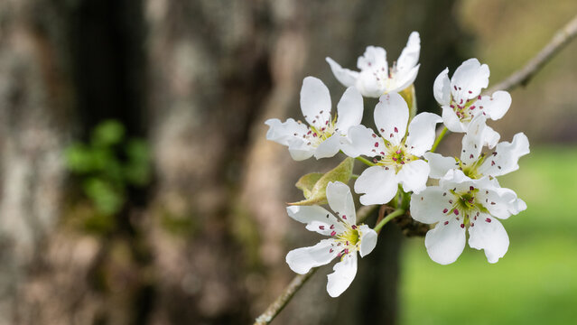 &times; Pyronia veitchii blossom close-up &ndash; botanical detail