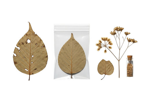 Dried maple leaves and samara seeds collection beautifully arranged isolated on transparent background