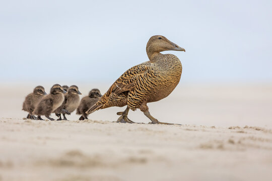 Female Common Eider (Somateria mollissima) with ducklings walking on a sandy beach.