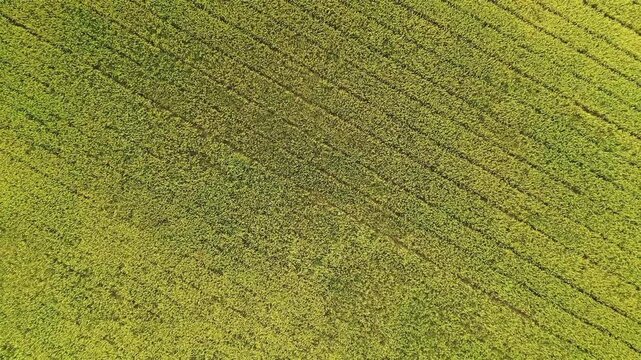 Drone shot of lush green rice paddies with neat rows in Ninh Binh, Vietnam. Vibrant agricultural landscape captured from above.