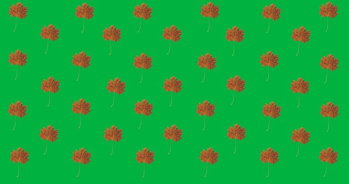 Digital animation of multiple autumn maple leaves in seamless pattern against black background