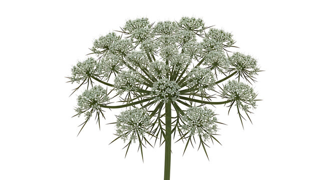 Isolated umbel flower cluster with delicate white florets and green stem on a plain background, detailed botanical illustration