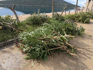 Trimmed branches on a lakeside walkway with scenic view and mountains in background © dvoevnore