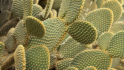 Close-up of prickly pear cactus texture with green pads and orange spines, suitable for background © dvoevnore