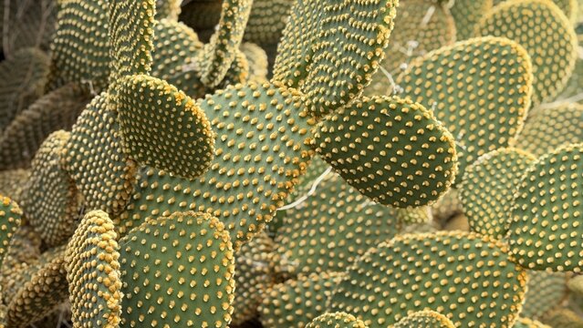 Close-up of prickly pear cactus texture with green pads and orange spines, suitable for background