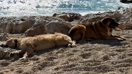 Dogs relaxing on rocky beach with view of ocean waves in background © dvoevnore