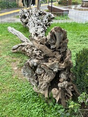 Weathered tree trunk on grassy field in park setting with twisted branches in foreground © dvoevnore