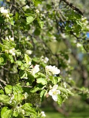 Apple blossoms in full bloom on tree branches in garden during spring season © dvoevnore