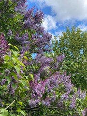 Lilac bushes in full bloom with vibrant purple flowers against a clear blue sky background © dvoevnore