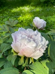 Pink peonies in a garden with lush green foliage, suitable for use as a natural background © dvoevnore